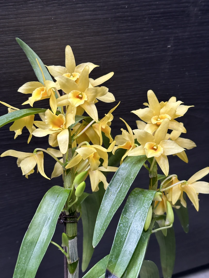 【春石斛  代号0190】植成一派基地直发四季鲜花乔迁送礼组盆好养