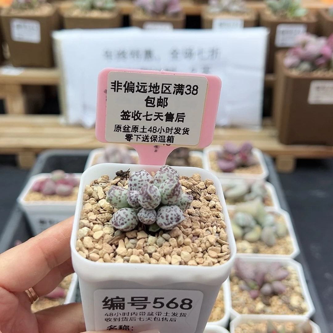 268达摩海豹多肉植物