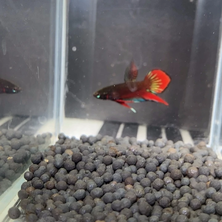 斗鱼泰国斗鱼537号