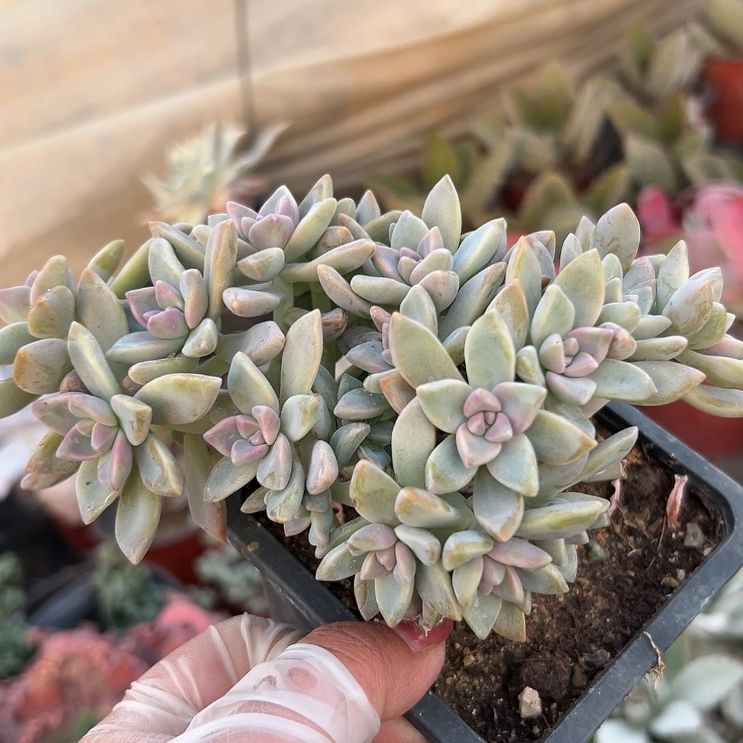 多肉植物微瑕缀化