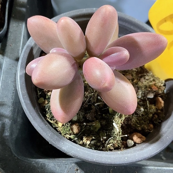 多肉植物糖果6133