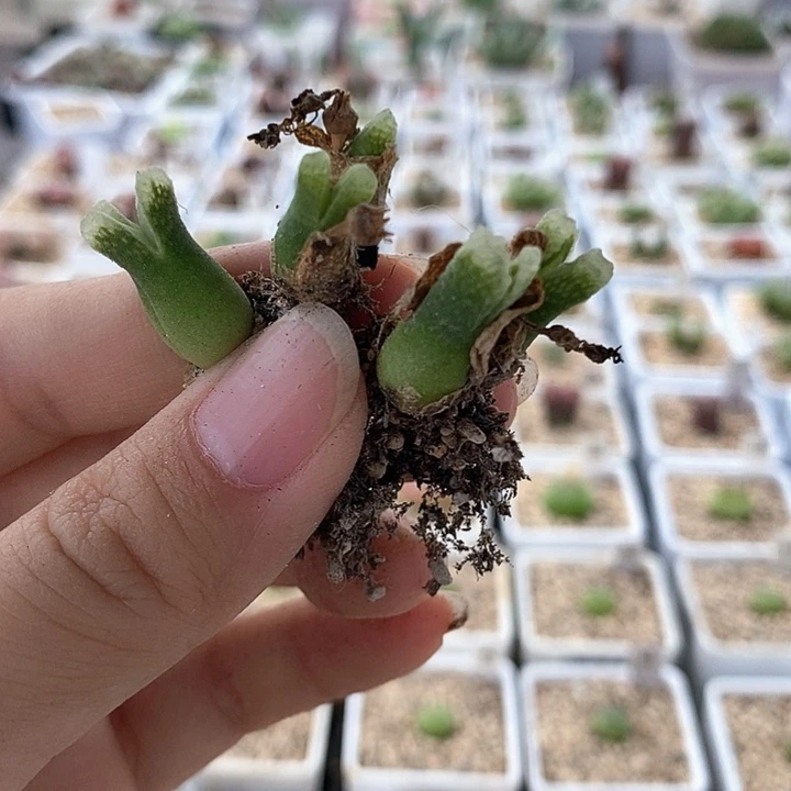 一物一拍冰风铃母本6头3颗