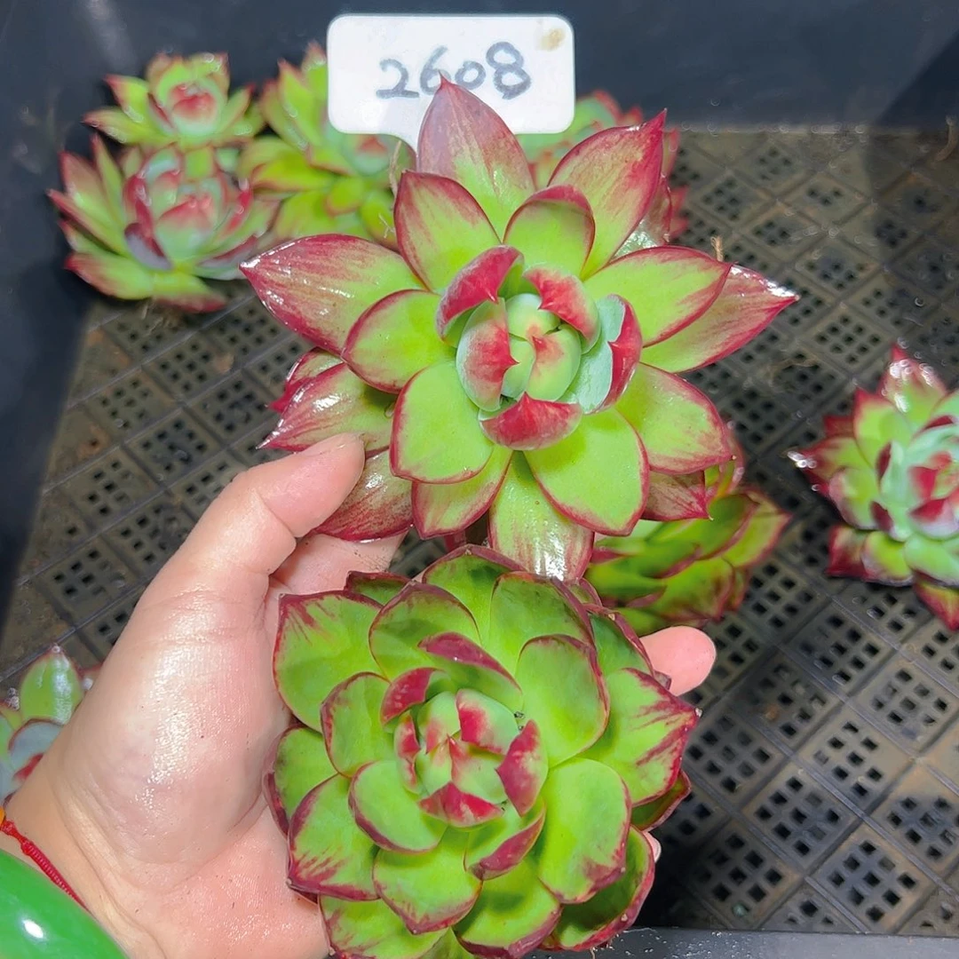 小惊鸿仙子2608号两颗