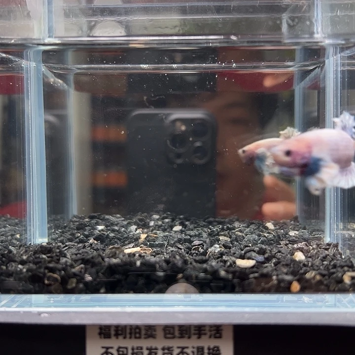 斗鱼一单包邮14日126