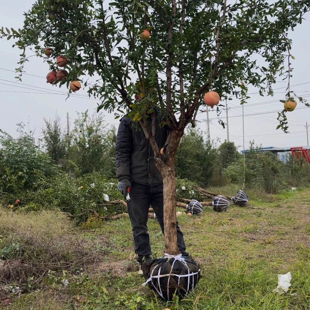 完全开放完全开放