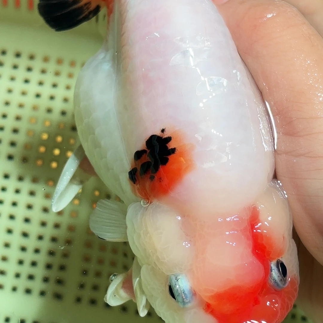 村****金鱼拍包装包邮不拍包装顺丰到付
