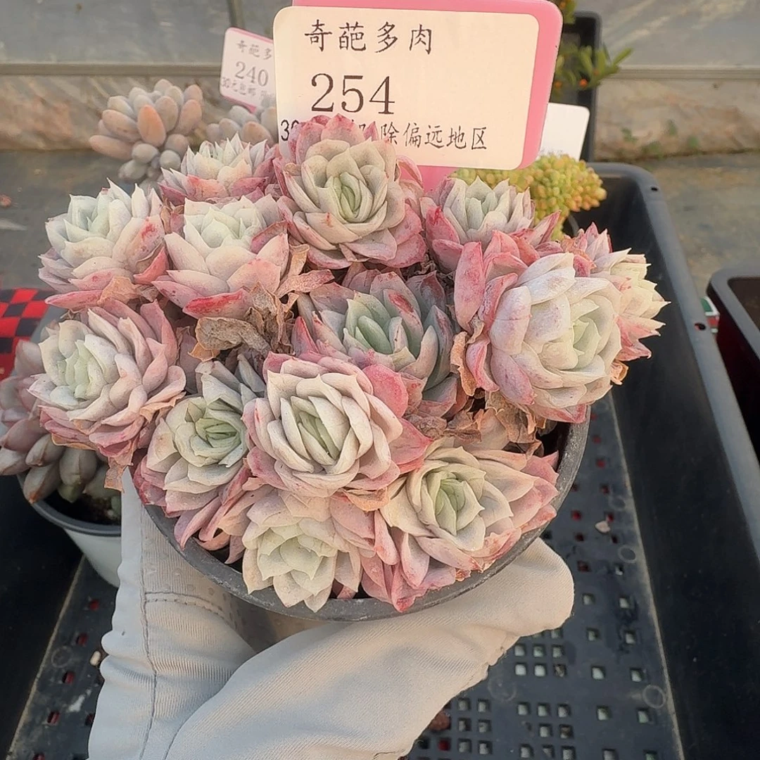 254 群生不包整 30元包邮非偏远