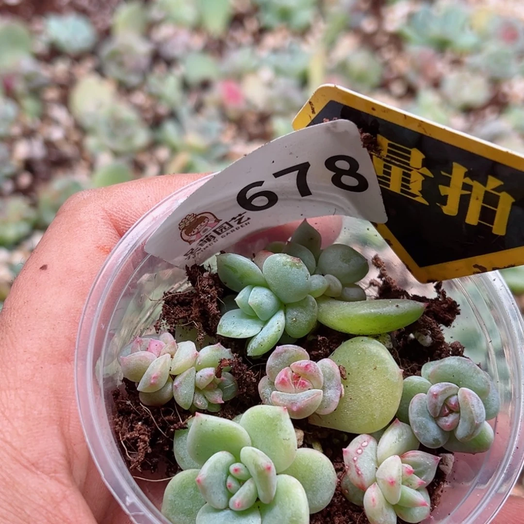 多肉植物多肉植物