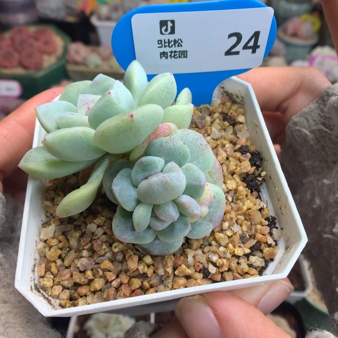 24双头双心冰玉石化多肉植物