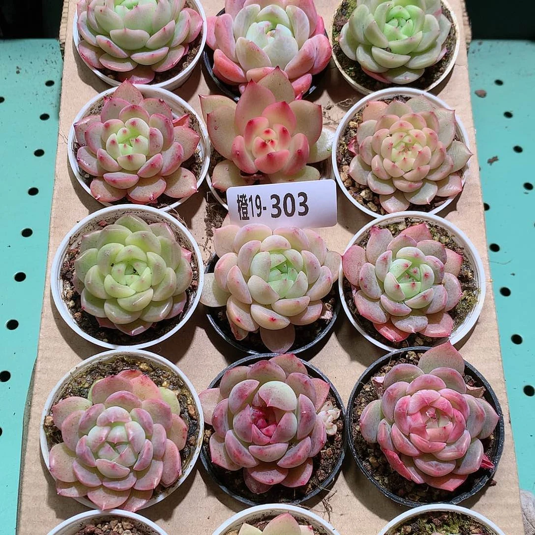 19-303一物一拍带盆18颗