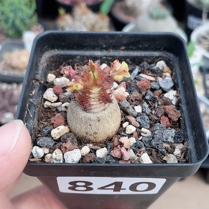 840象鼻大戟块根