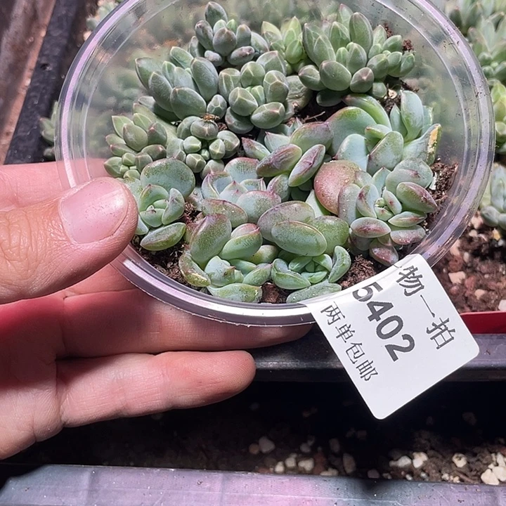 三***姐5402多肉植物一物一拍