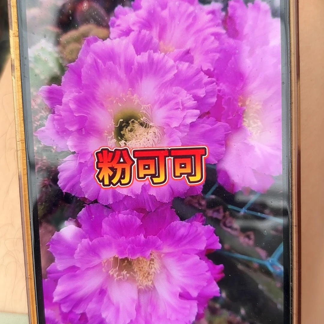 侧牙粉可可20包邮瑕疵4-5公分