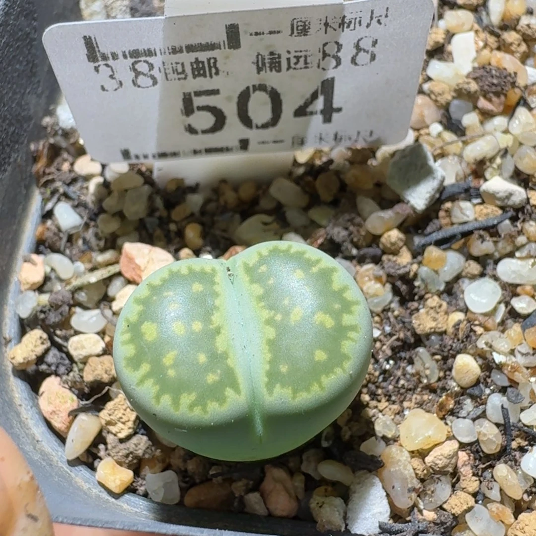 Sss精品清货款504