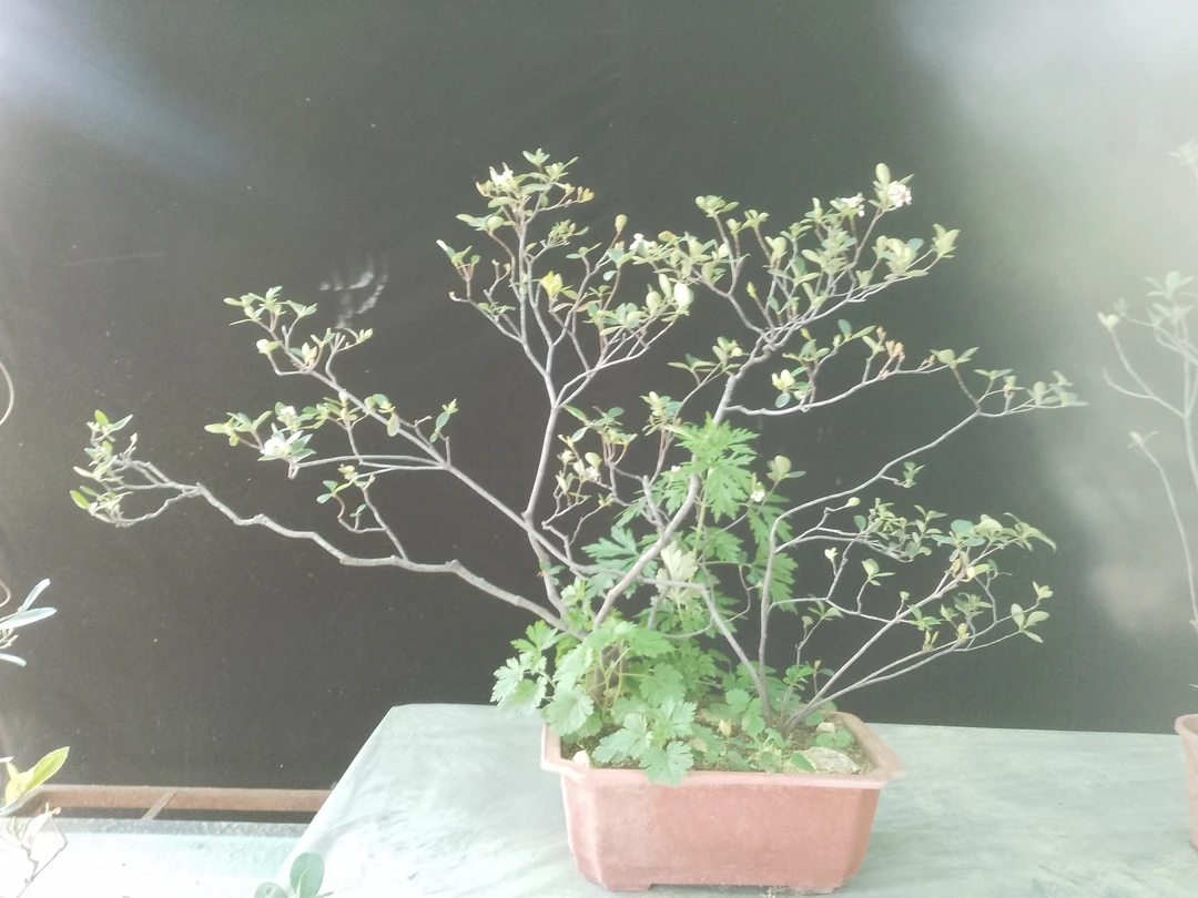 熊庆园艺盆景绿植一物一拍