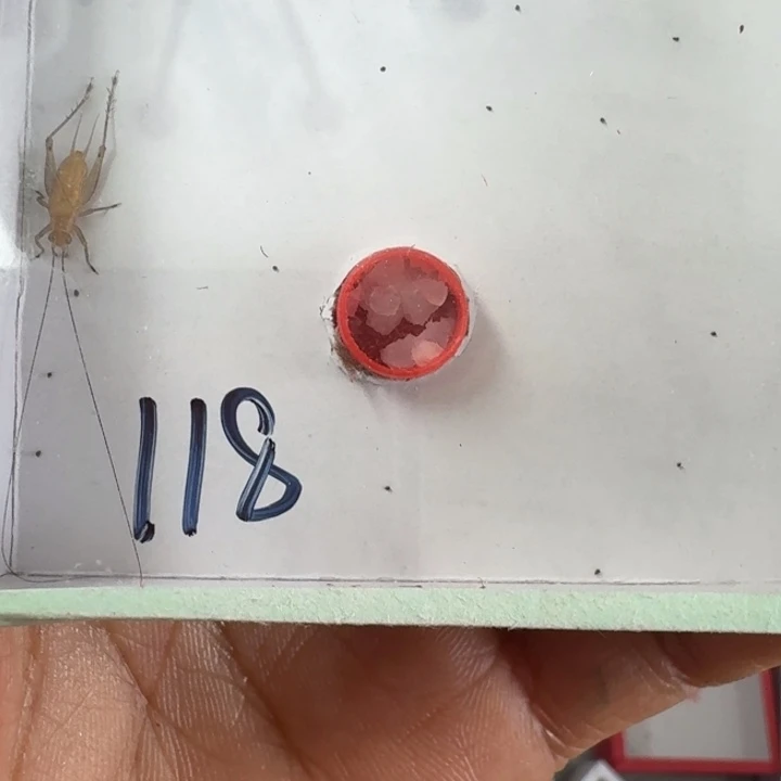 打***弯蟋蟀蝈蝈我在外面11111