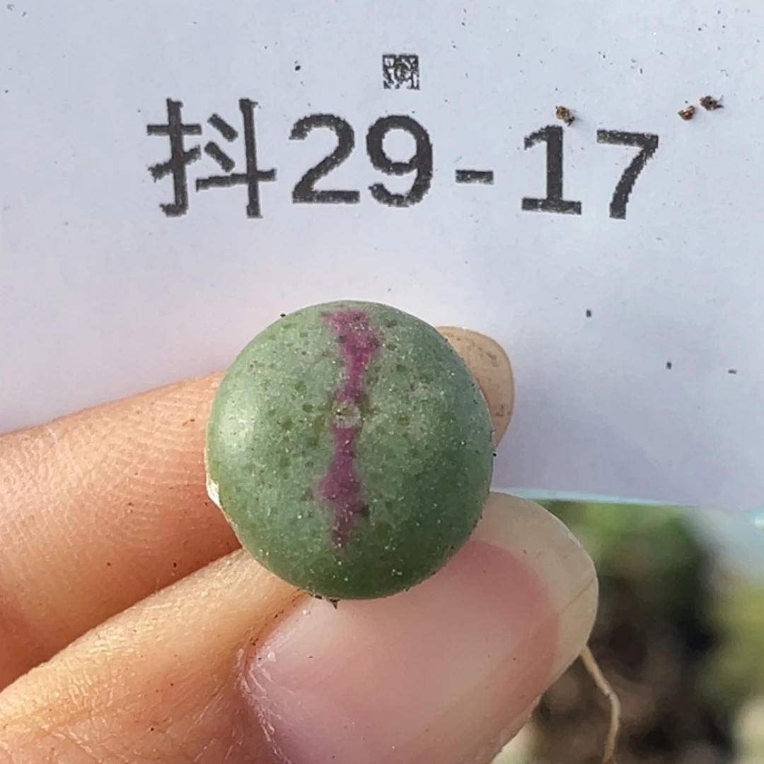 29-17将杂多肉植物