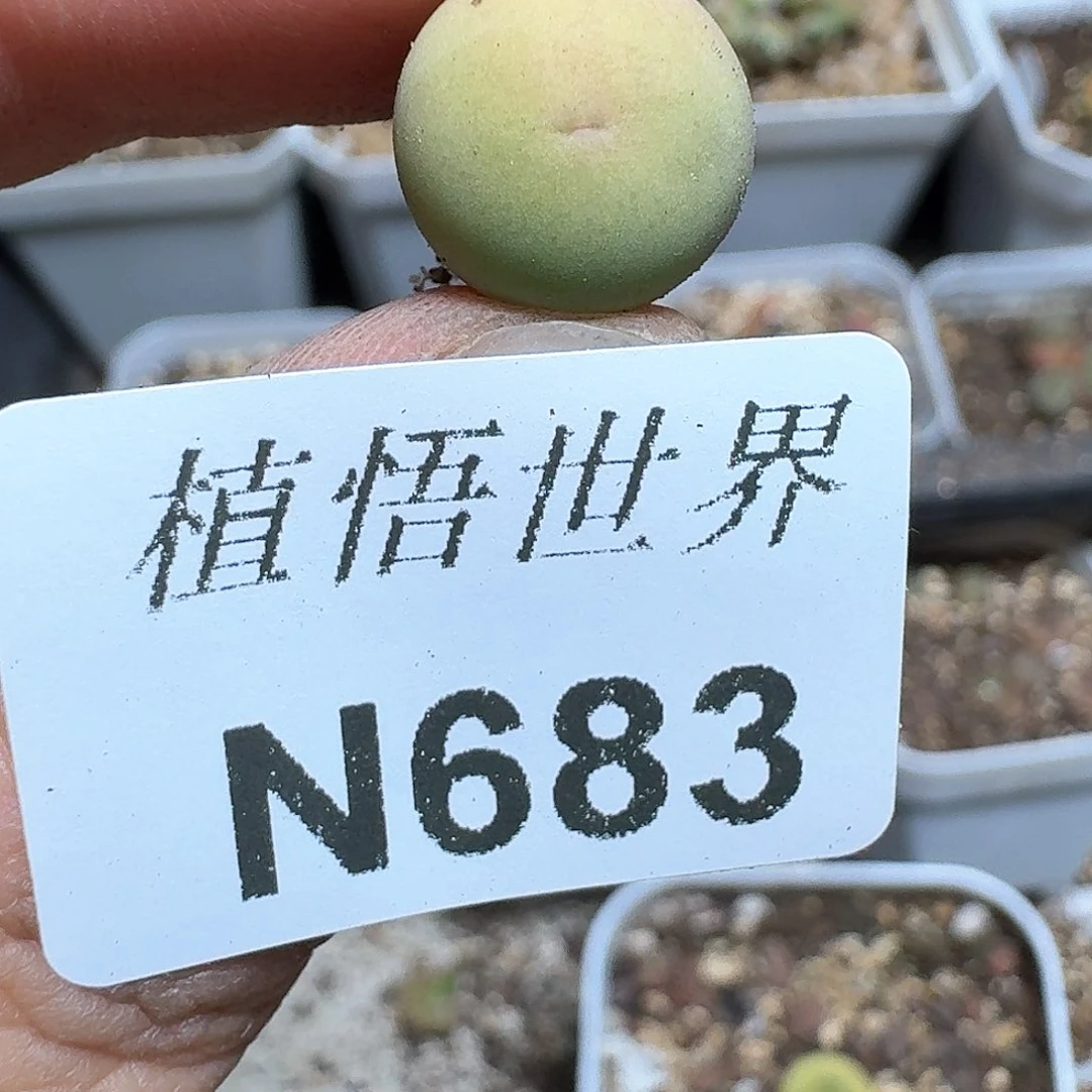 683号多肉植物哇塞c