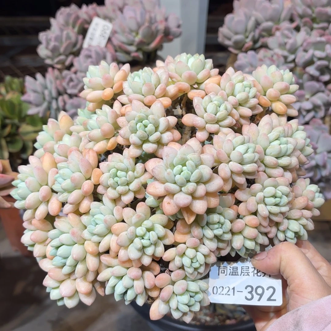 同温层多肉洛可可392