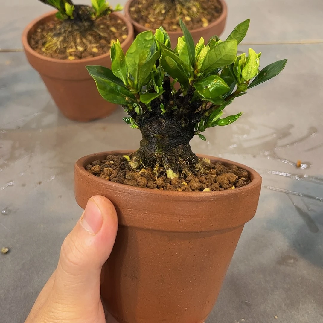 红陶嘟****大栀子花一物一拍