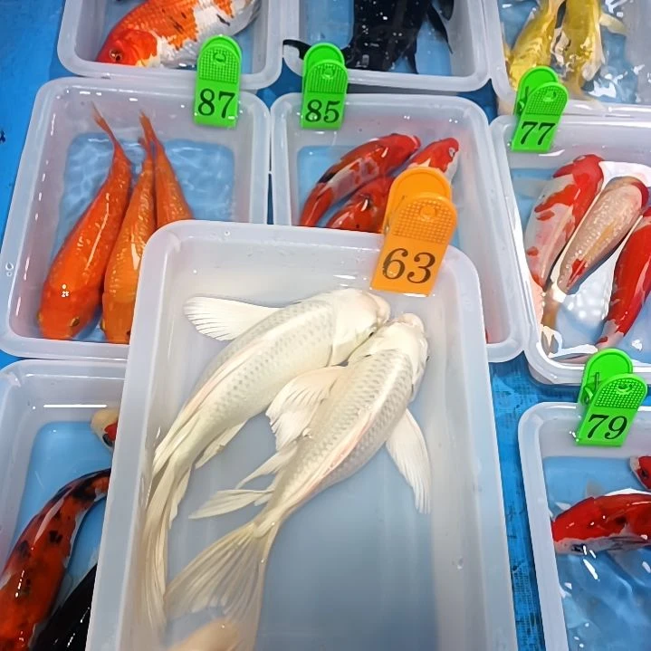 海水鱼红白锦鲤包邮