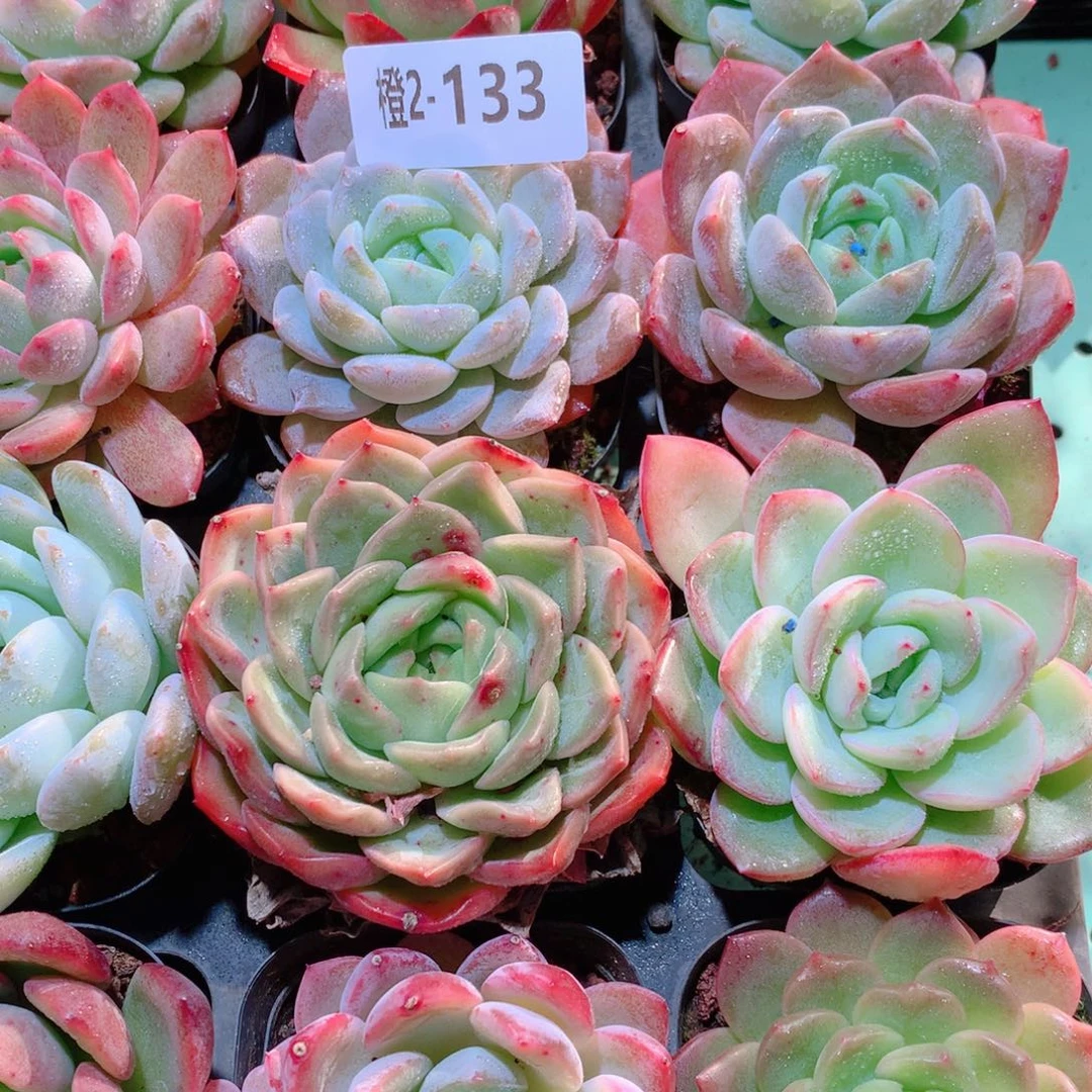 2-133一物一拍多肉带盆16颗