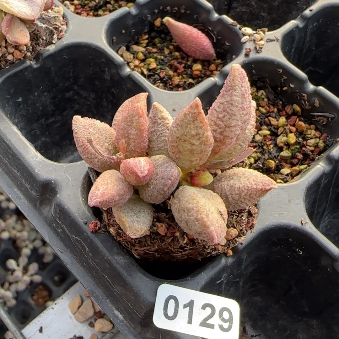 融化纹猪肝水泡多肉0129