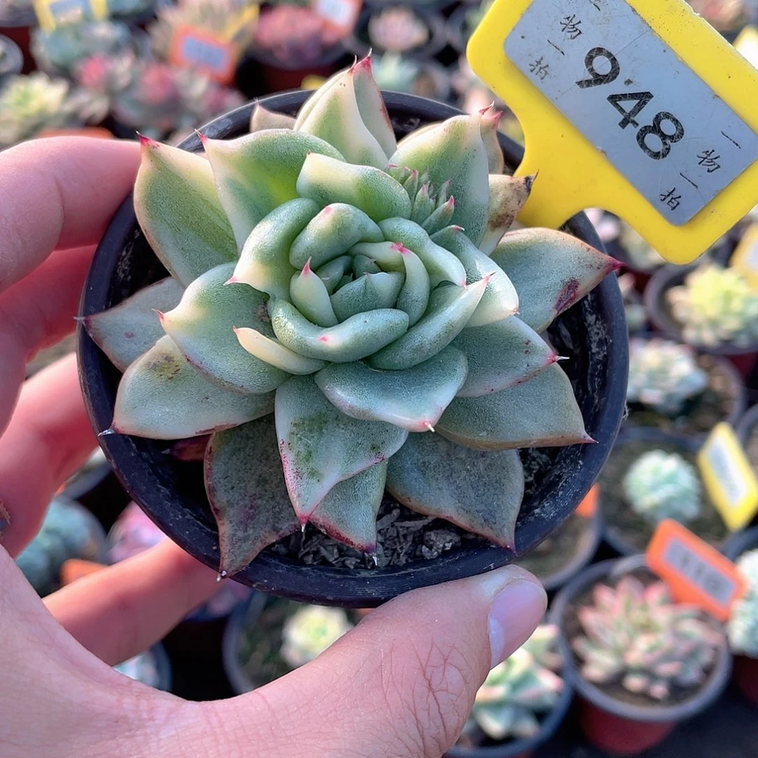 石化祝福锦948号的