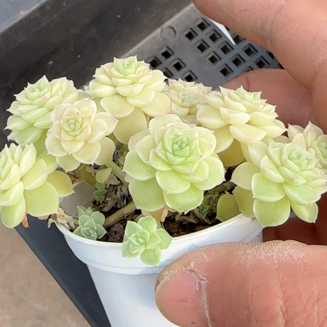 月*儿【闪购商品】0217-58优选麦杆