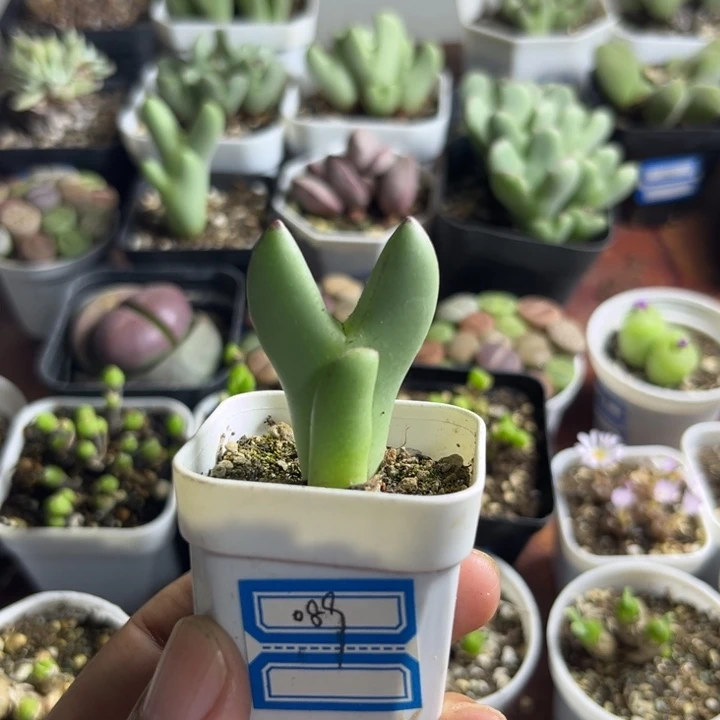 089 皮卡丘少将多肉植物