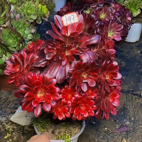 香奈儿老桩法师192