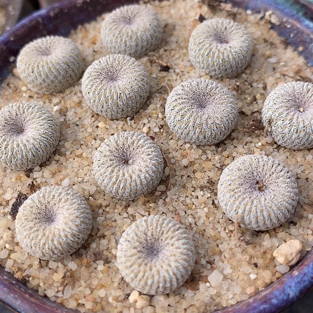 实生月世界一颗买2送1