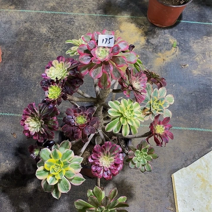 红*月架接法师一个175号