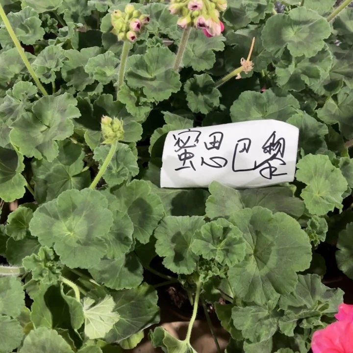 全部花苞密斯巴黎天竺葵