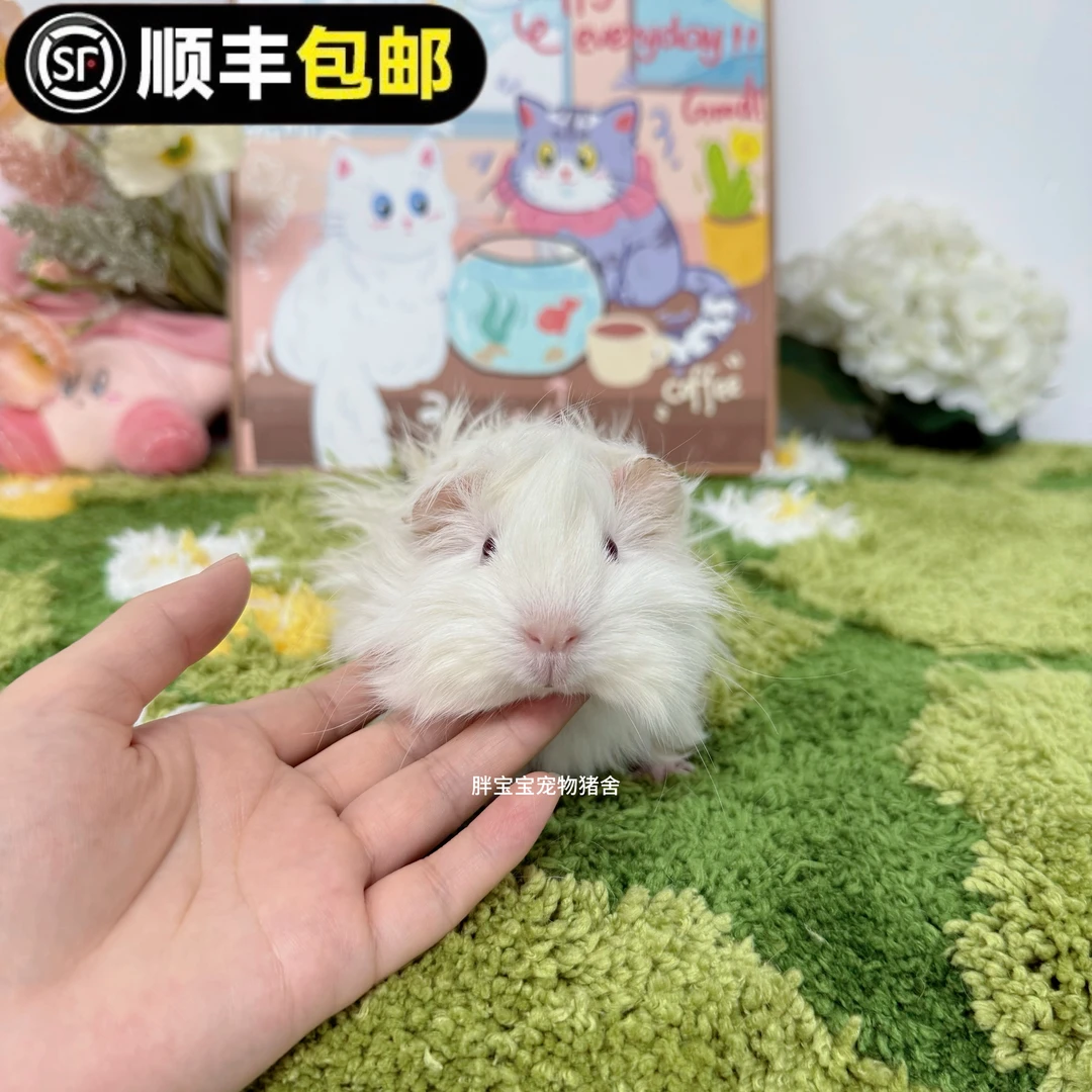 纯白粉嫩长逆毛妹妹 粉眼 顺丰包邮