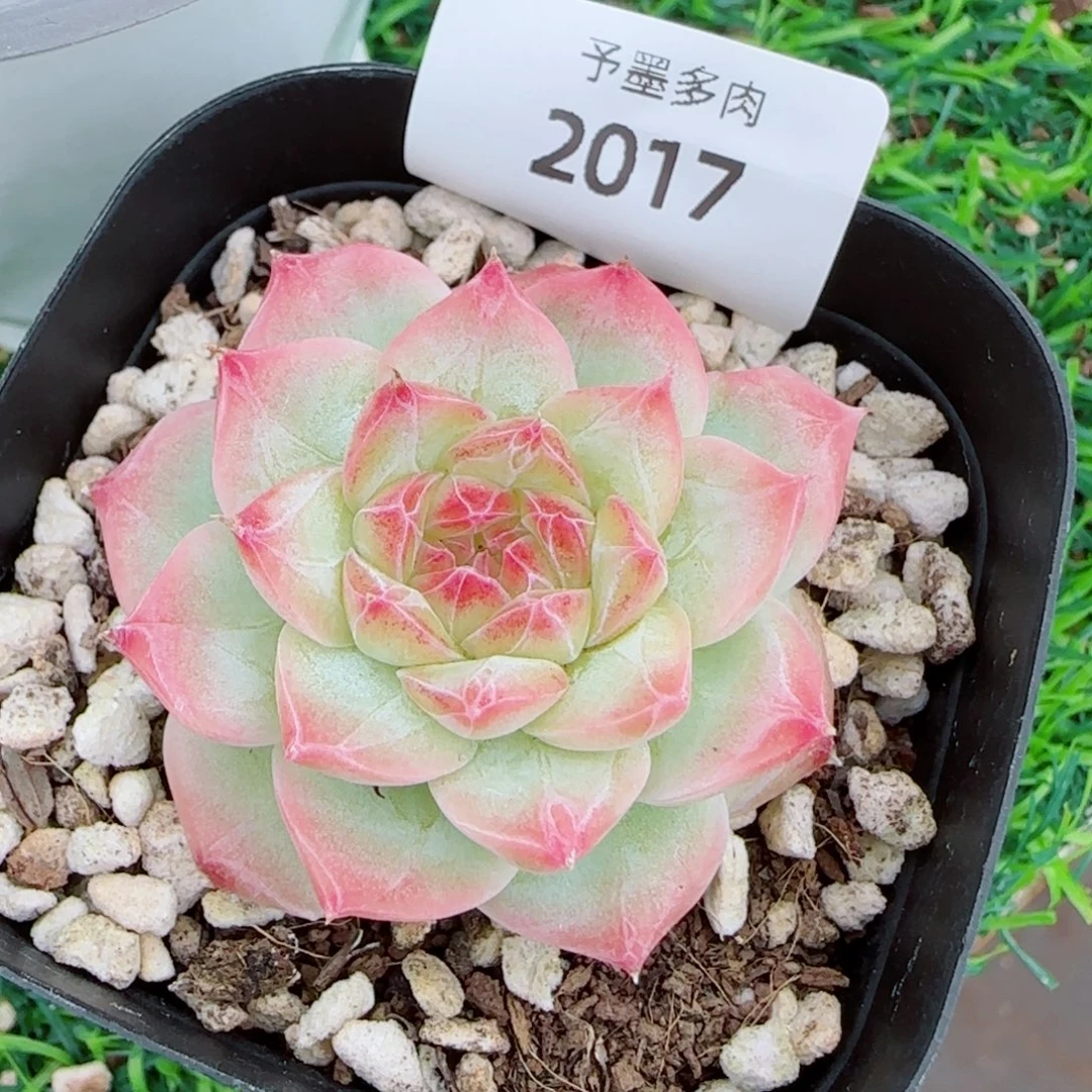 紫晶，2017多肉植物
