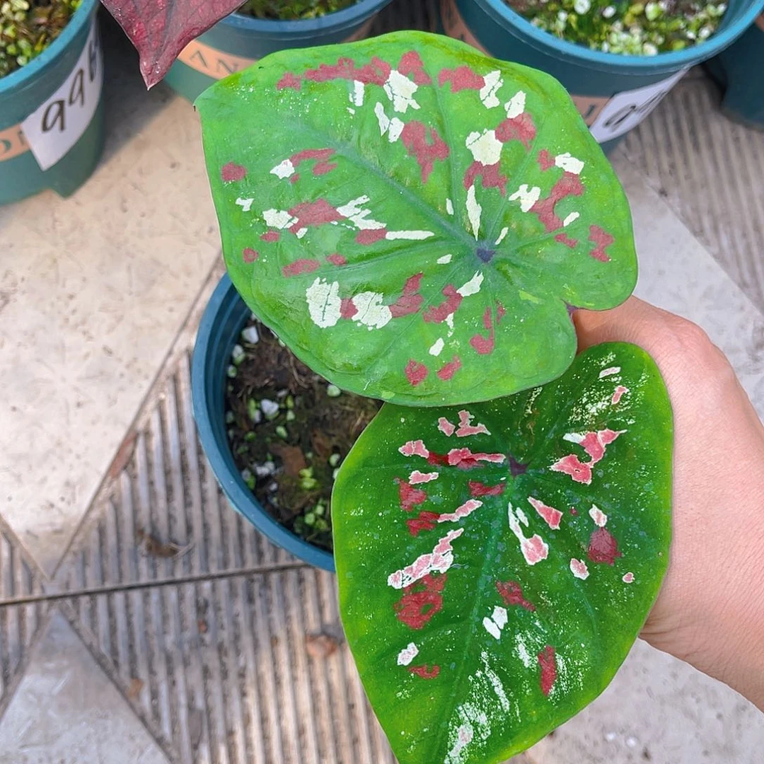 完全开放泰彩一物一拍9910