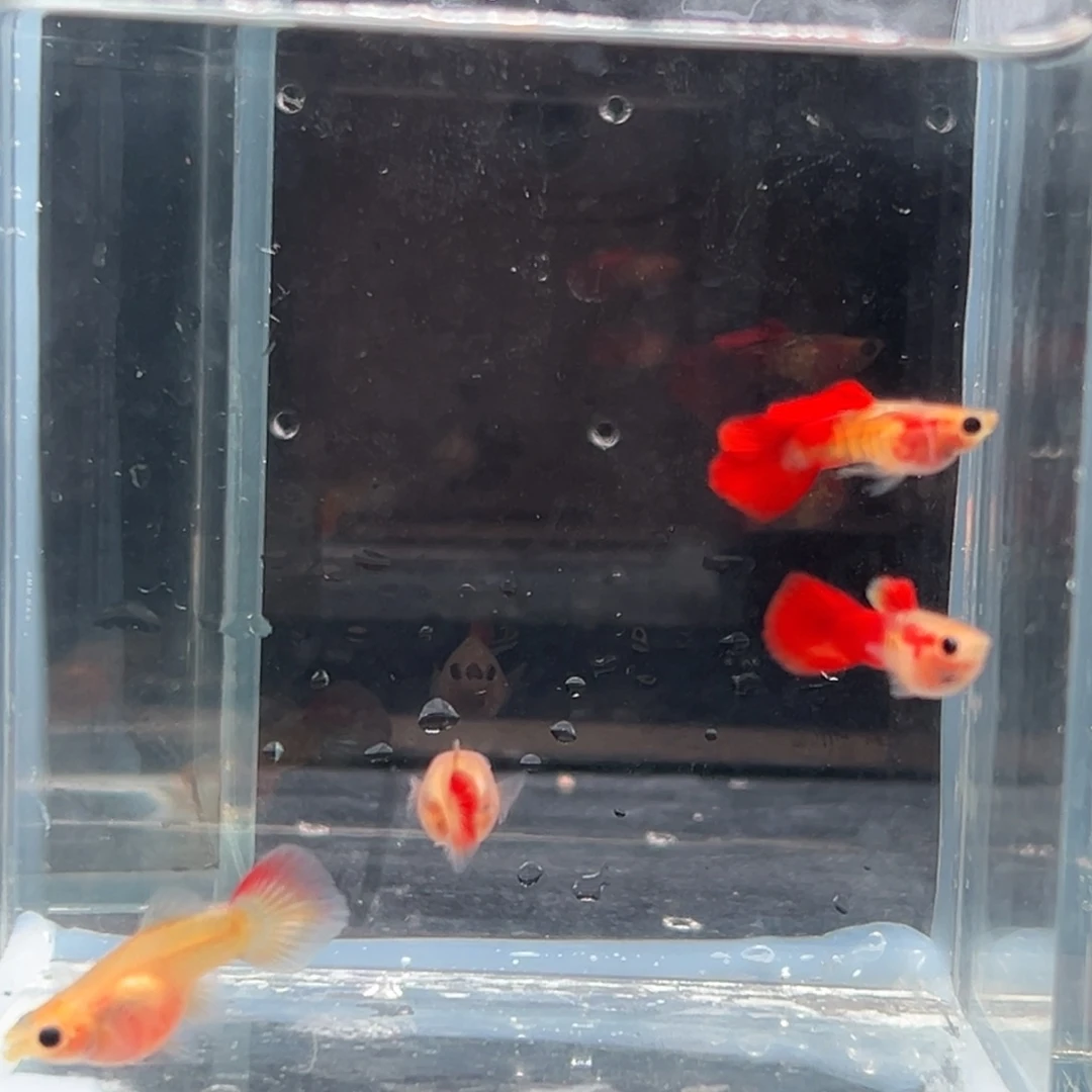 孔雀鱼银河红色玻璃猫2对