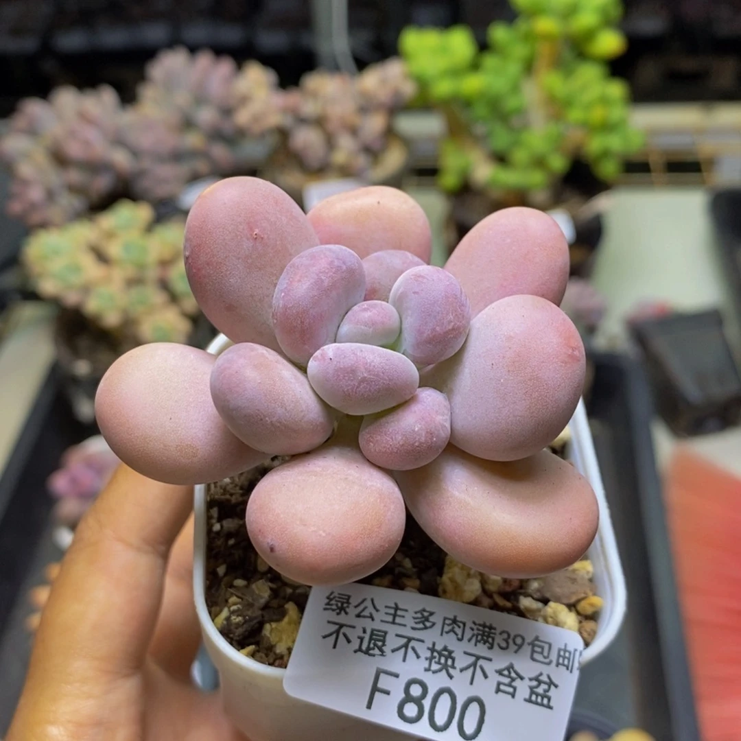 800橙雪球多肉6c m