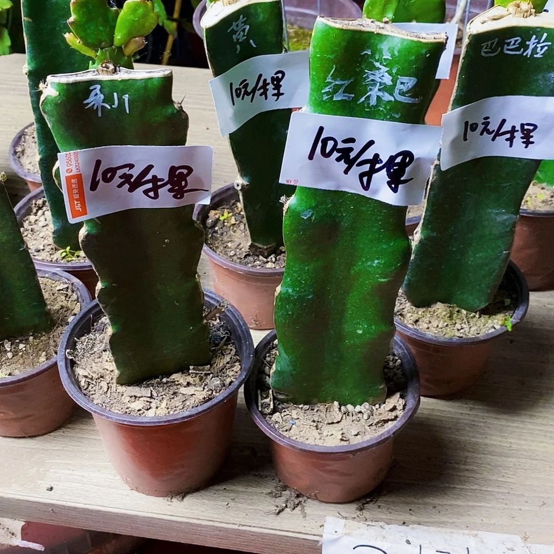 无花朵沈*随机两颗不同花色