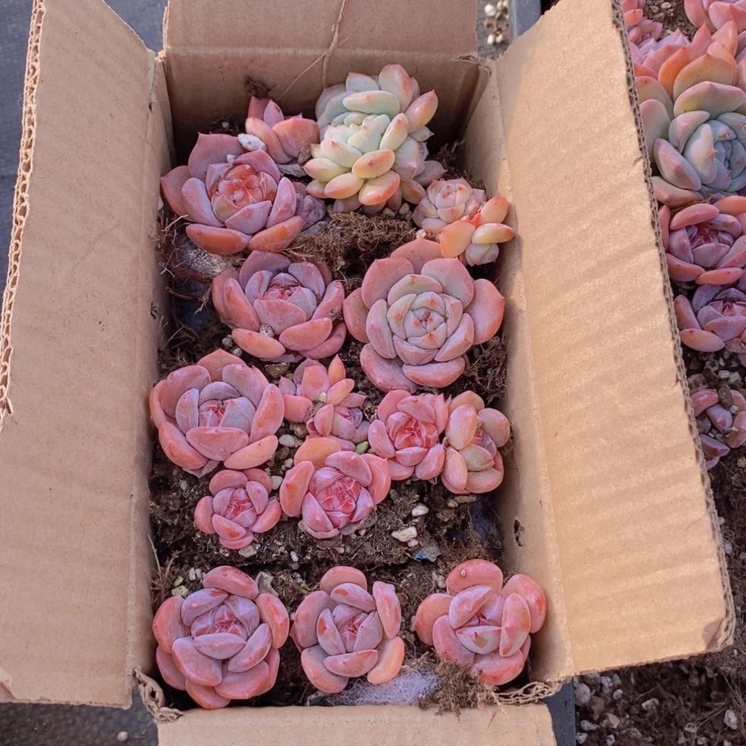 一箱两层。 016。