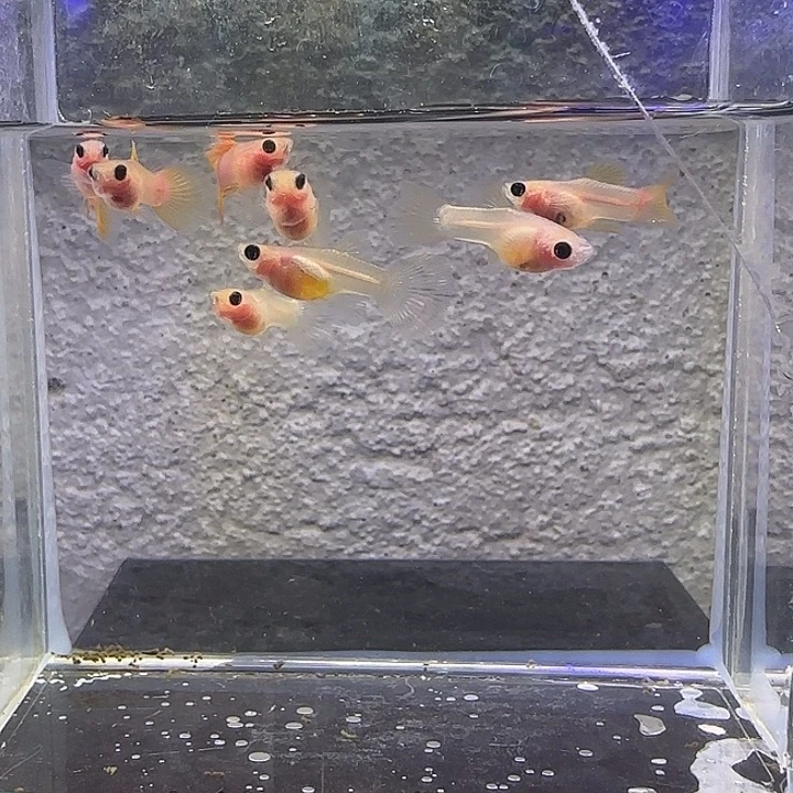 孔雀鱼幻彩4对78号