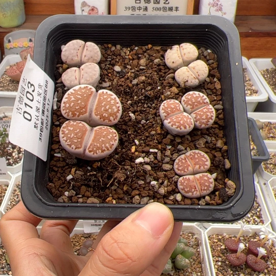 罗***麦0103号 218A 饼干一盒多肉植物