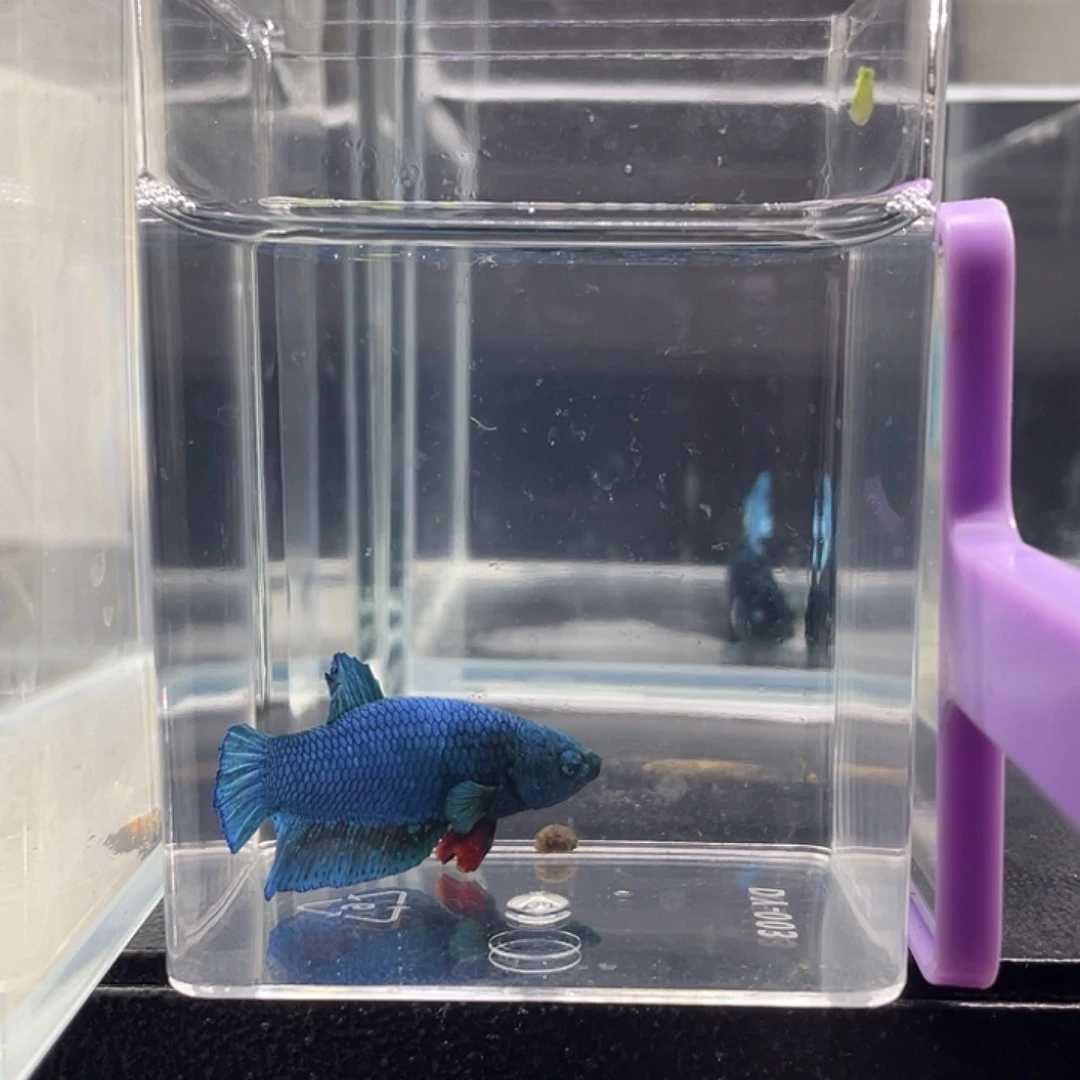 斗鱼可博泰斗092738