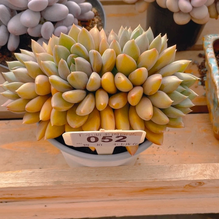 P**o谢谢你的支持0000052