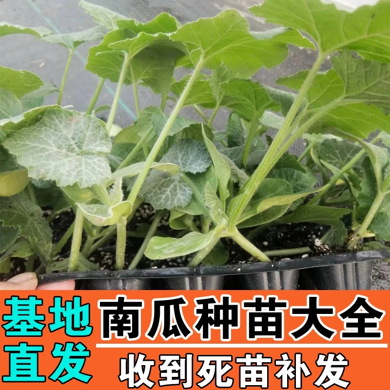 南瓜苗带土正宗板栗贝贝南瓜秧苗粉糯香甜蜜本南瓜秧南蔬菜苗大全