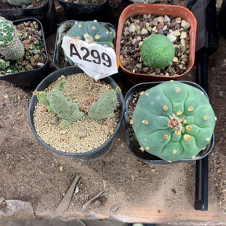 生****布33333333333333