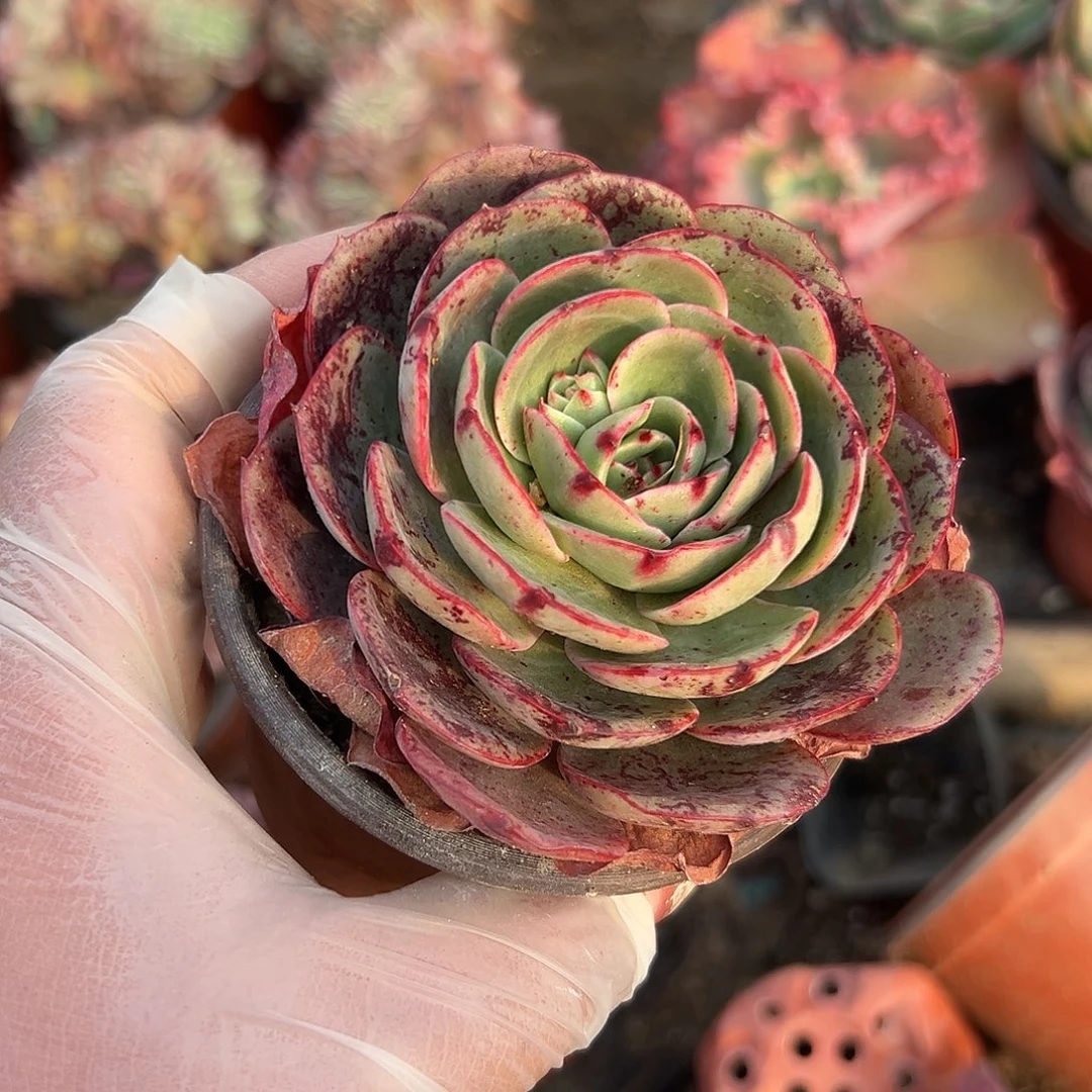 多肉植物爱火单头