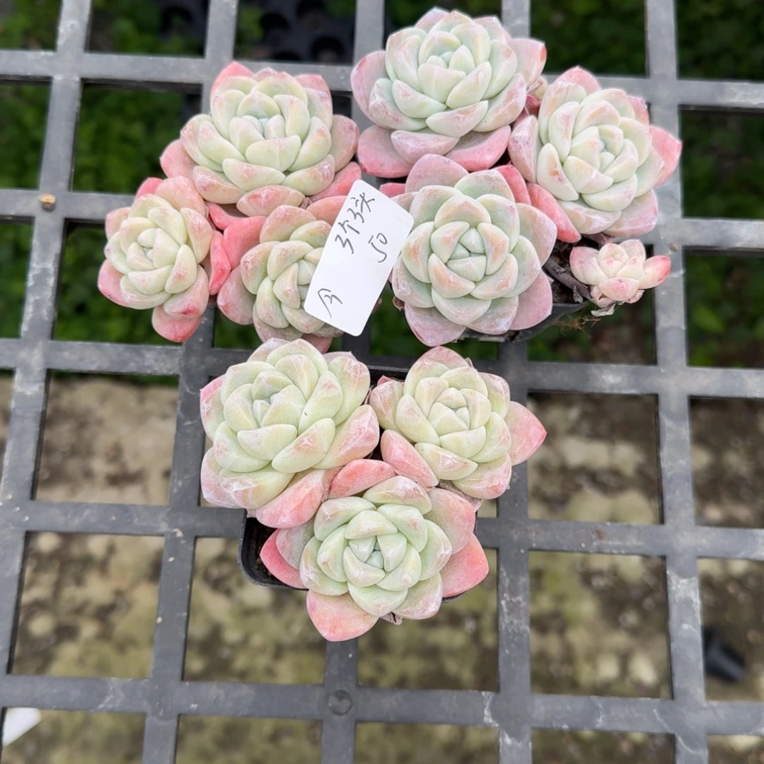 今*3个冰玉3头。50（今