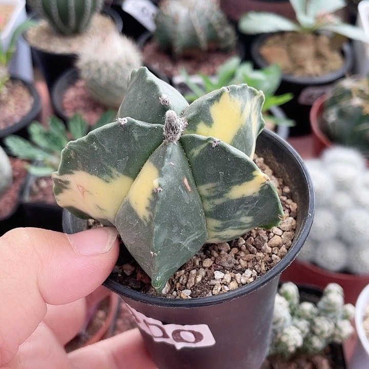 900实生栾凤玉自然锦